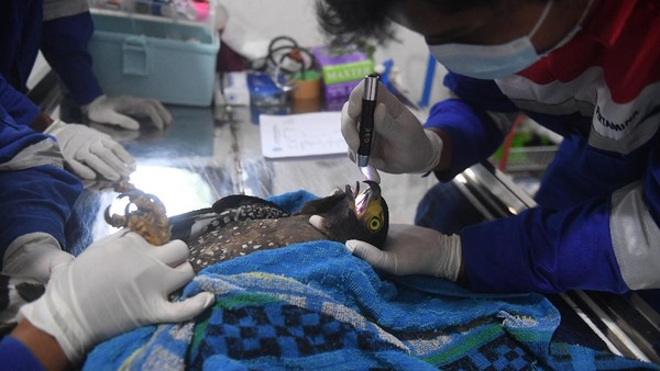 Dokter hewan dibantu keeper mengecek kesehatan elang ular bido (Spilnornis cheela) yang akan dilepasliarkan di Pusat Konservasi Elang Kamojang (PKEK), Garut, Jawa Barat. Dokter hewan dibantu keeper mengecek kesehatan elang ular bido (Spilnornis cheela) yang akan dilepasliarkan di Pusat Konservasi Elang Kamojang (PKEK), Garut, Jawa Barat.