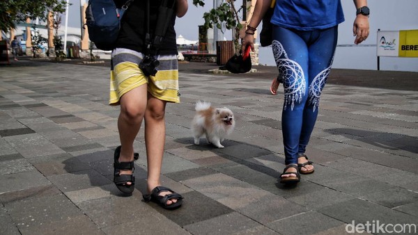 Harapannya seluruh pengunjung yang hadir di hari pertama uji coba di Ancol ini menerapkan ketentuan protokol kesehatan agar dapat berwisata dengan aman dan nyaman. Harapannya seluruh pengunjung yang hadir di hari pertama uji coba di Ancol ini menerapkan ketentuan protokol kesehatan agar dapat berwisata dengan aman dan nyaman.