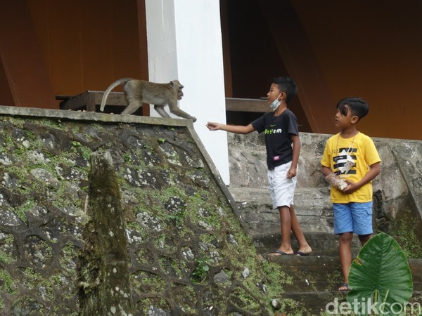 Monyet ekor panjang di sekitar kawasan wisata menjadi atraksi bagi anak-anak. (Jauh Hari Wawan S/detikcom) Monyet ekor panjang di sekitar kawasan wisata menjadi atraksi bagi anak-anak. (Jauh Hari Wawan S/detikcom)