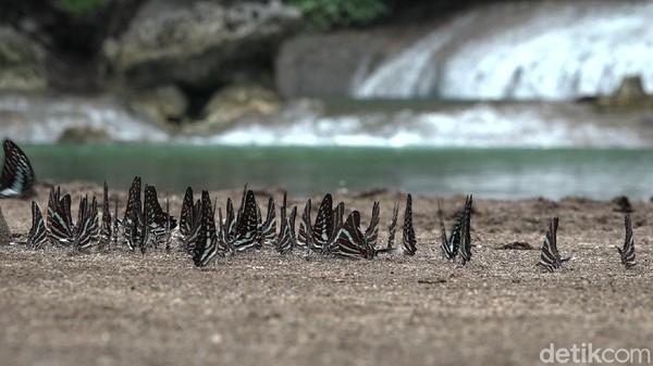 Untuk menikmati pemandangan unik itu, traveler harus berkunjung ke Telaga Kassi Kebo. Lokasinya berada sekitar 1 kilometer di atas air terjun Bantimurung, dengan menaiki tangga setinggi 40 meter. (Moehammad Bakrie/detikTravel) Untuk menikmati pemandangan unik itu, traveler harus berkunjung ke Telaga Kassi Kebo. Lokasinya berada sekitar 1 kilometer di atas air terjun Bantimurung, dengan menaiki tangga setinggi 40 meter. (Moehammad Bakrie/detikTravel)