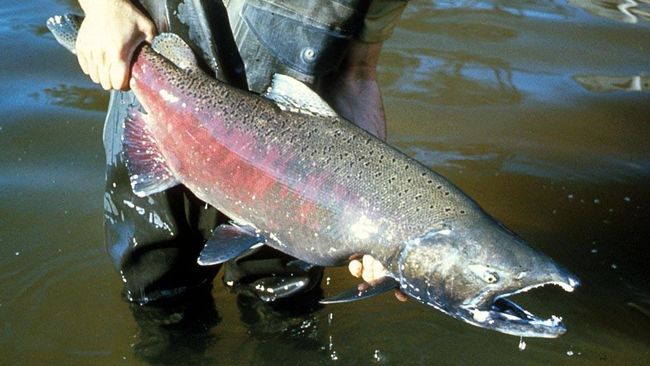 ikan salmon chinook