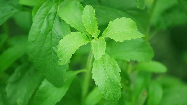 Manfaat Daun Stevia Bagi Tubuhmu