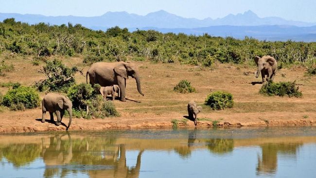 Lebih Dekat dengan Afrika Selatan di Kelasku