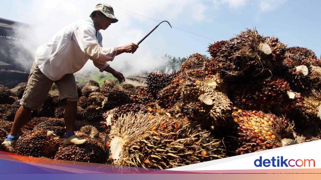 Temui Bos Uni Eropa, Jokowi Protes Kebijakan yang 'Kucilkan' Sawit RI!