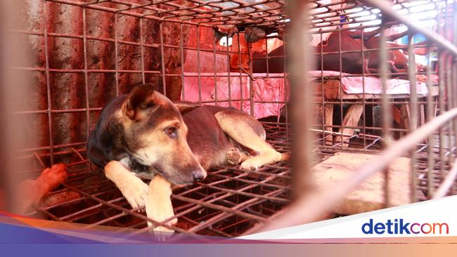 Video Anjing Dibakar Hidup Hidup Di Ri Jadi Sorotan Internasional