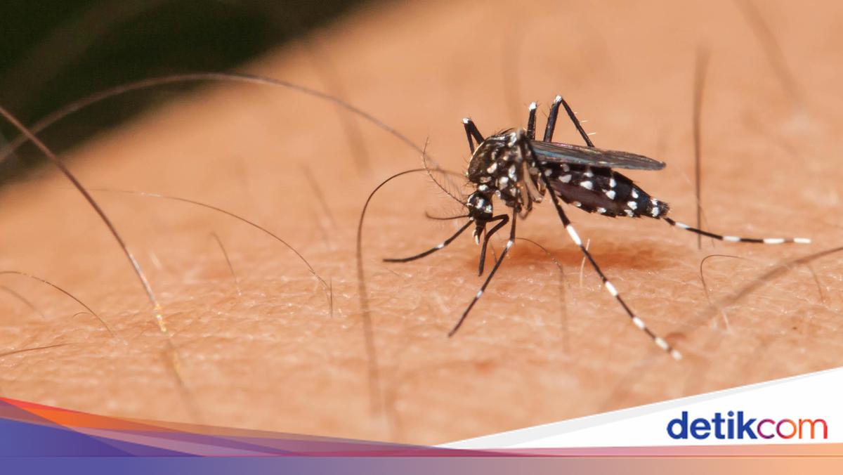 Peneliti UGM Kembangkan Platform Deteksi Dini Wabah Demam Berdarah
