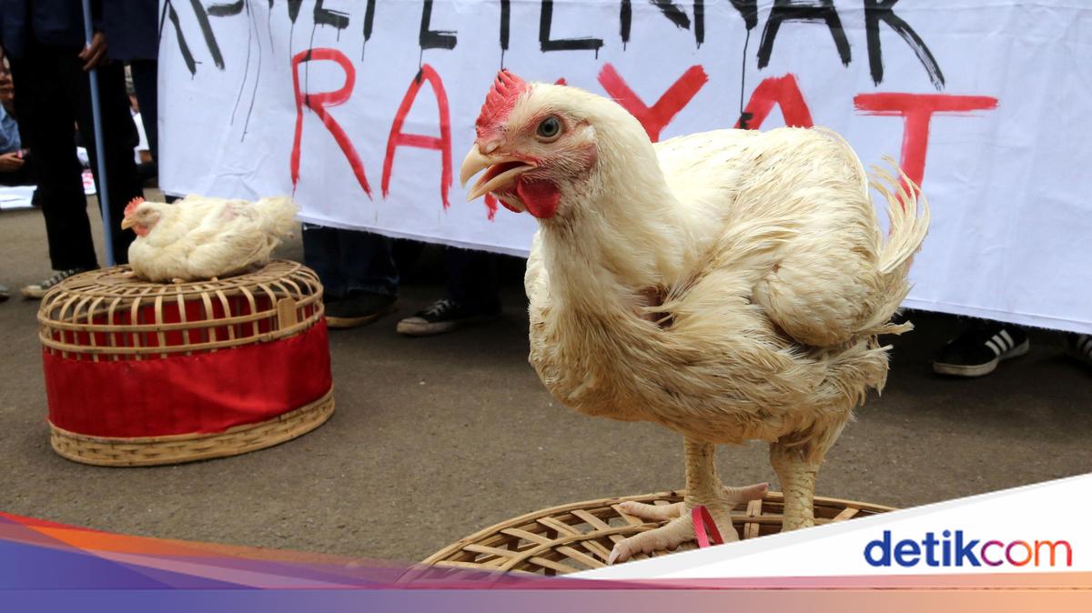 Harga Ayam Hidup Anjlok ke Rp15.000/kg – Pemerintah Tunda Izin Usaha Perunggasan