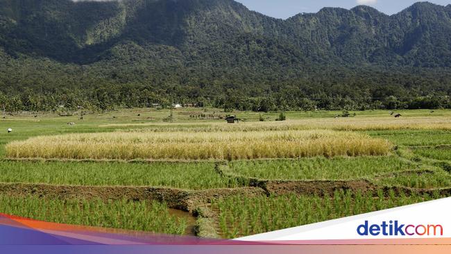 Duh! Ada Ancaman Mengintai Produksi Beras RI Tahun Ini