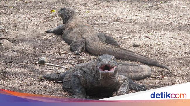 Ingat, Masuk Pulau Komodo Rp 14 Juta Masih Wacana