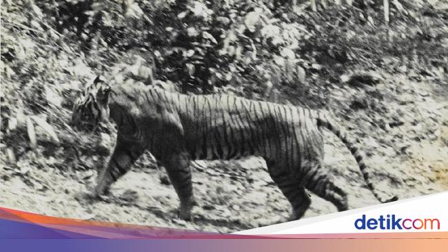 Punah Di Ujung Bedil Belanda