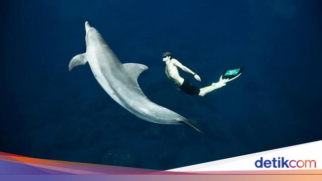Mengenal Freediving, Cara, Lisensi, Hingga Spot Terbaik di Tanah Air