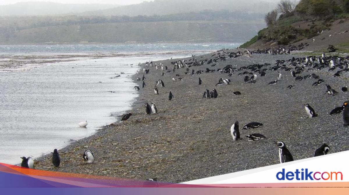 Kota 'Ujung Dunia' Ushuaia Dituding Jadi Sumber Virus Hanta