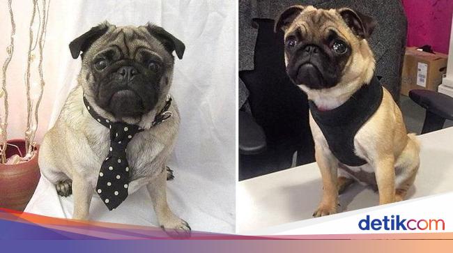 Tertarik Melamar Kafe Anjing Pug Ini Sedang Buka Lowongan Magang