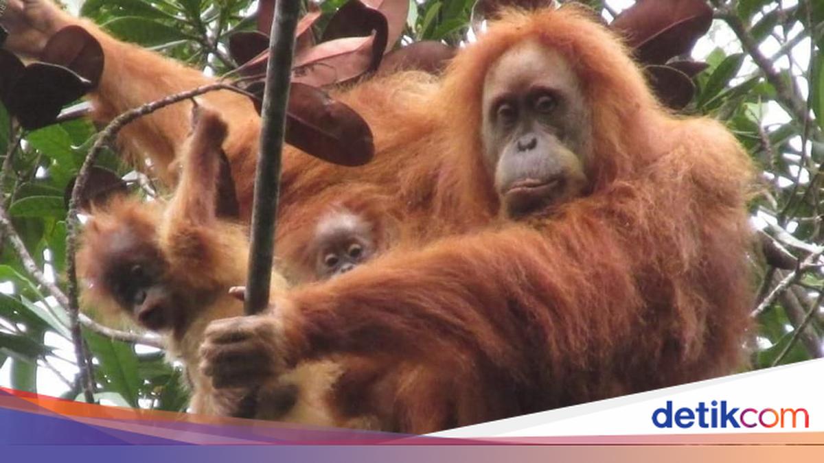 Populasi Orangutan Tapanuli Anjlok 7% karena Banjir Sumatra