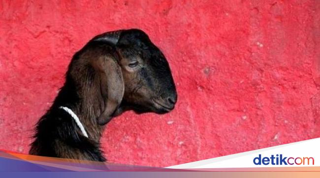 7 Kambing Mati Tertabrak KA Cepat Solo-Wonogiri Saat Uji Coba