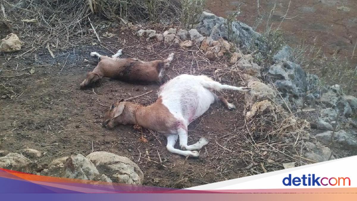 Anjing Liar Diduga Jadi Pemangsa 7 kambing di Tepus