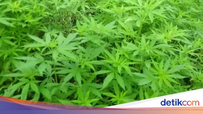 Bagikan Permen Ganja Kepada Anak saat Halloween, Sejoli di Kanada Ditangkap