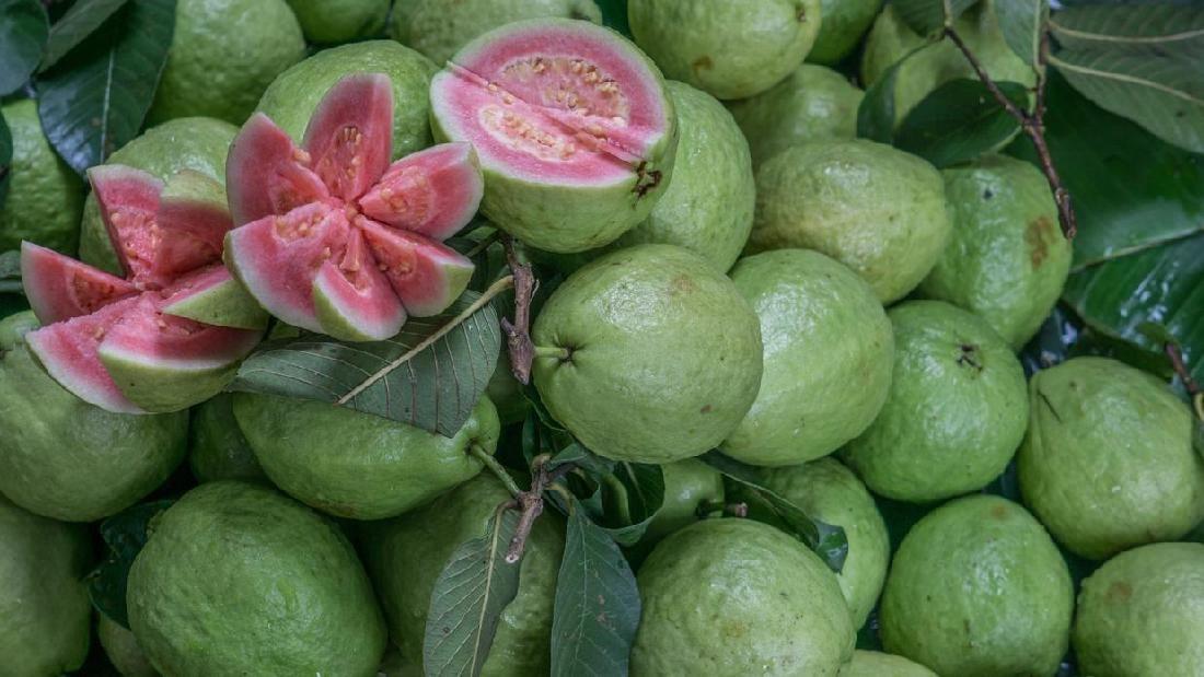 Manfaat Daun Jambu Biji Xerver Z Yahoo