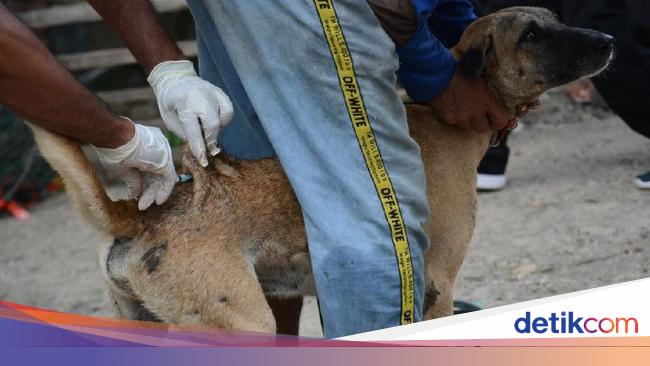 1 Orang Di Flores Timur Meninggal Akibat Digigit Anjing Rabies