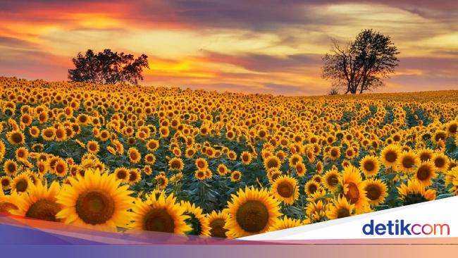 Manfaat Bunga Matahari Yang Belum Banyak Orang Tahu Manfaat Bunga Matahari Yang Belum Banyak Orang Tahu