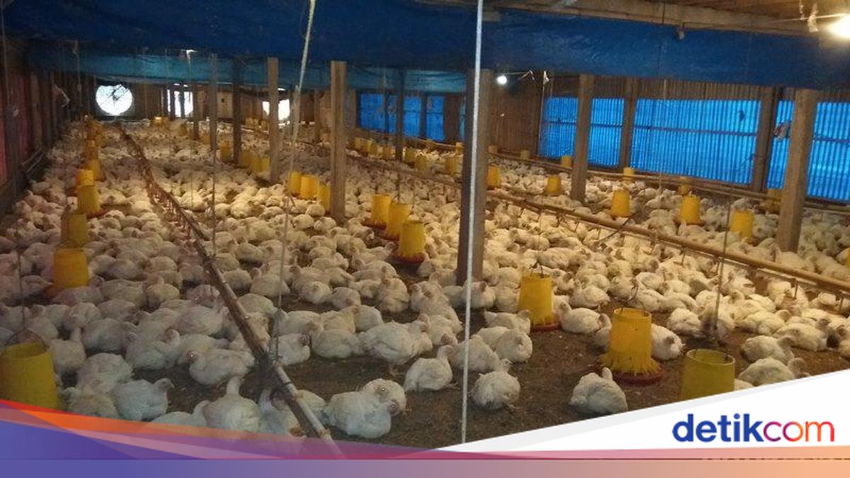 Peternak Teriak Harga Ayam di Kandang Anjlok!