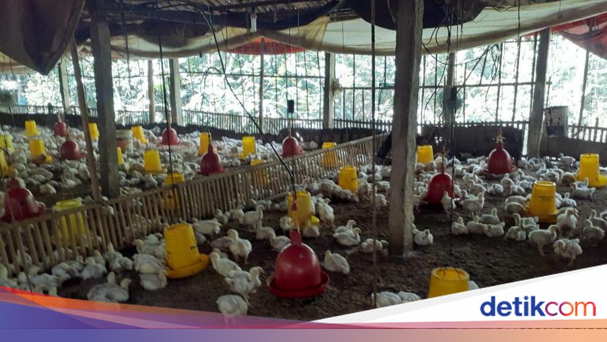 Harga Ayam Hidup Anjlok ke Rp13.000/Kg – Kementan Terbitkan Himbauan Serap Pasokan
