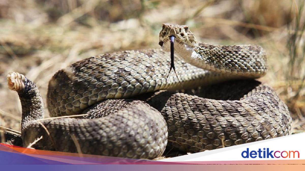 Teror Ular Berbisa Makan 3 Korban Meninggal di California