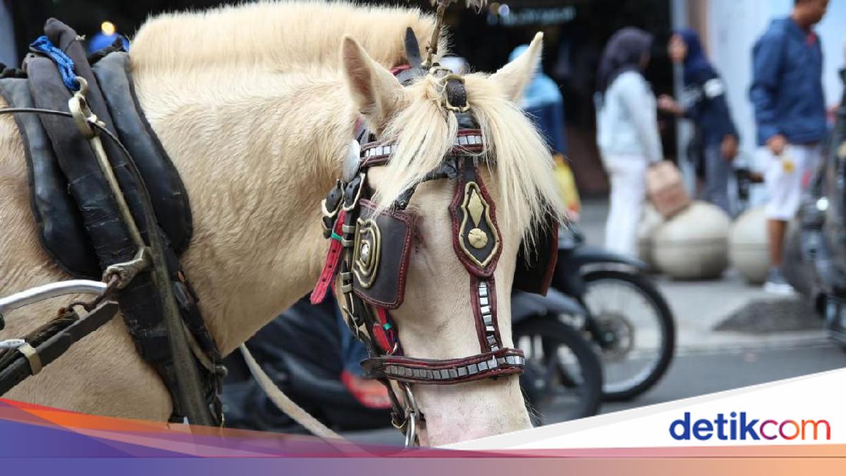 Istilah 'Debat Kusir' Ada Gara-gara Kentut Kuda