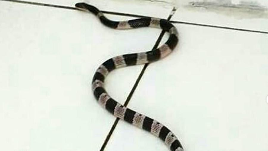 Cara Mengusir Ular Dari Rumah Cara Mengusir Ular Dari Rumah