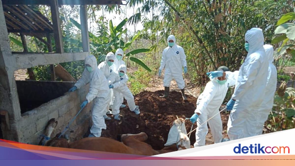 Tradisi Santap Bangkai di Balik Warga Gunungkidul Kena Antraks