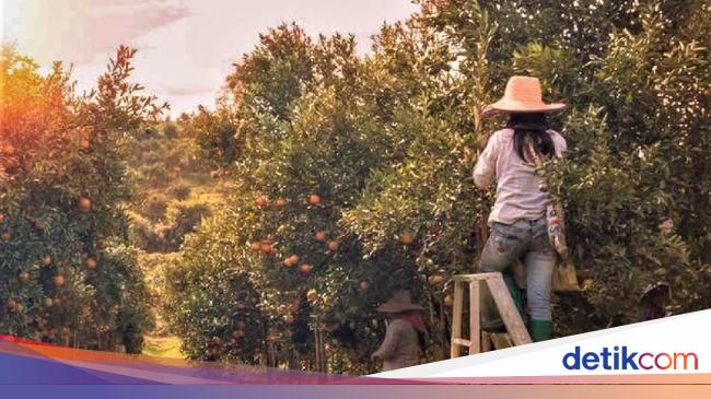 WHV Adalah Working Holiday Visa, Ini Syarat, Manfaat, dan Destinasi Terbaik