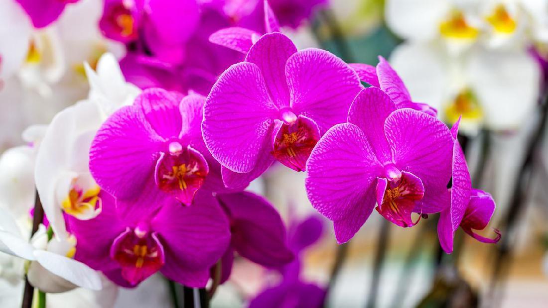 Cara Menanam Pokok Bunga Orkid gunapokok