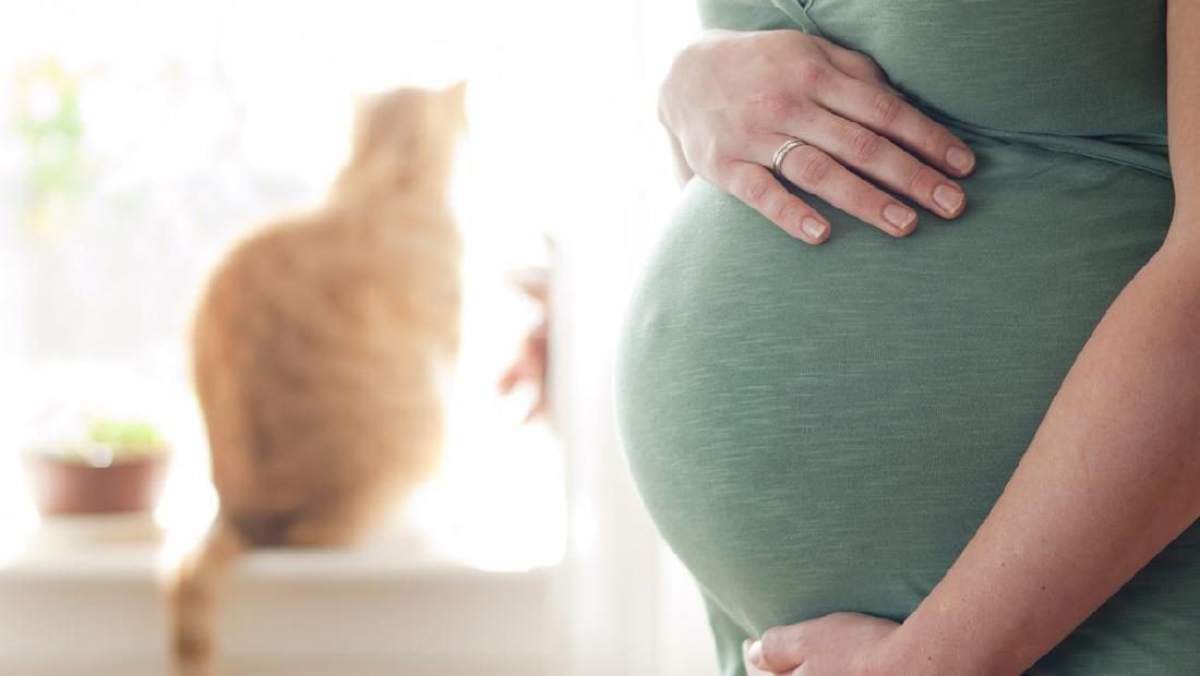 Pelihara Kucing Saat Hamil, Pasti Kena Tokso?