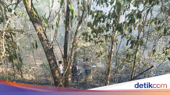 Ada Kebakaran Hutan, Jalur Pendakian Gunung Tambora Masih Aman
