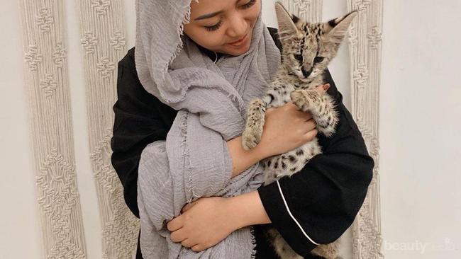 Mengenal Kucing Serval Kucing Eksotis Yang Dipelihara Oleh Rachel Vennya