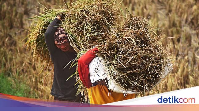 Harga Beli Beras dan Gabah Pemerintah Ikut Naik, Berikut Daftar Terbarunya