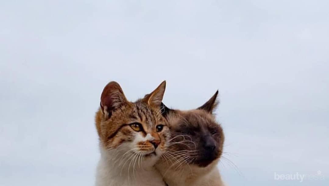 Tak Hanya Tashirojima Jepang, Ternyata Indonesia Juga Punya Pulau 