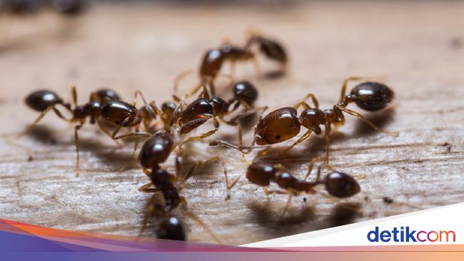 Rahasia Populasi Semut Menguasai Dunia