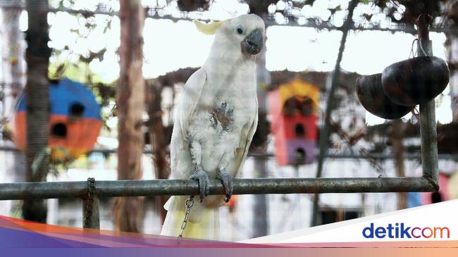 5 Arti Mimpi Mendapatkan Burung, Perubahan dan Kebebasan hingga Kemalangan