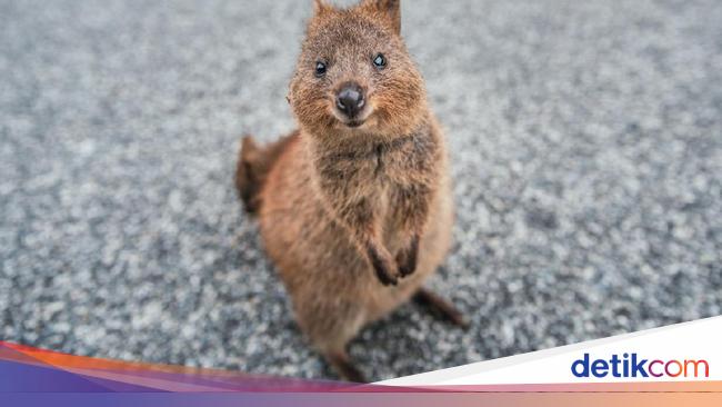 Pegang-pegang Quokka, Turis Langsung Dicari Aparat dan Mau Didenda!