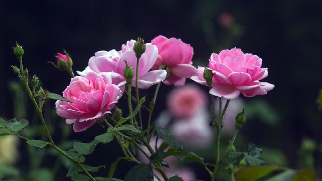 5 Tips Menanam Bunga Mawar Agar Tidak Cepat Mati