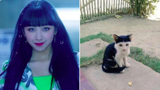 Poni Rambut Disebut Mirip Kucing, Dita Karang Trending Topic di 