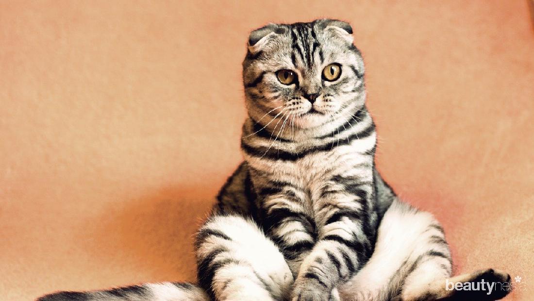 Anti Gagal, Berikut 5 Tips Kawinkan Kucing Hingga Berhasil