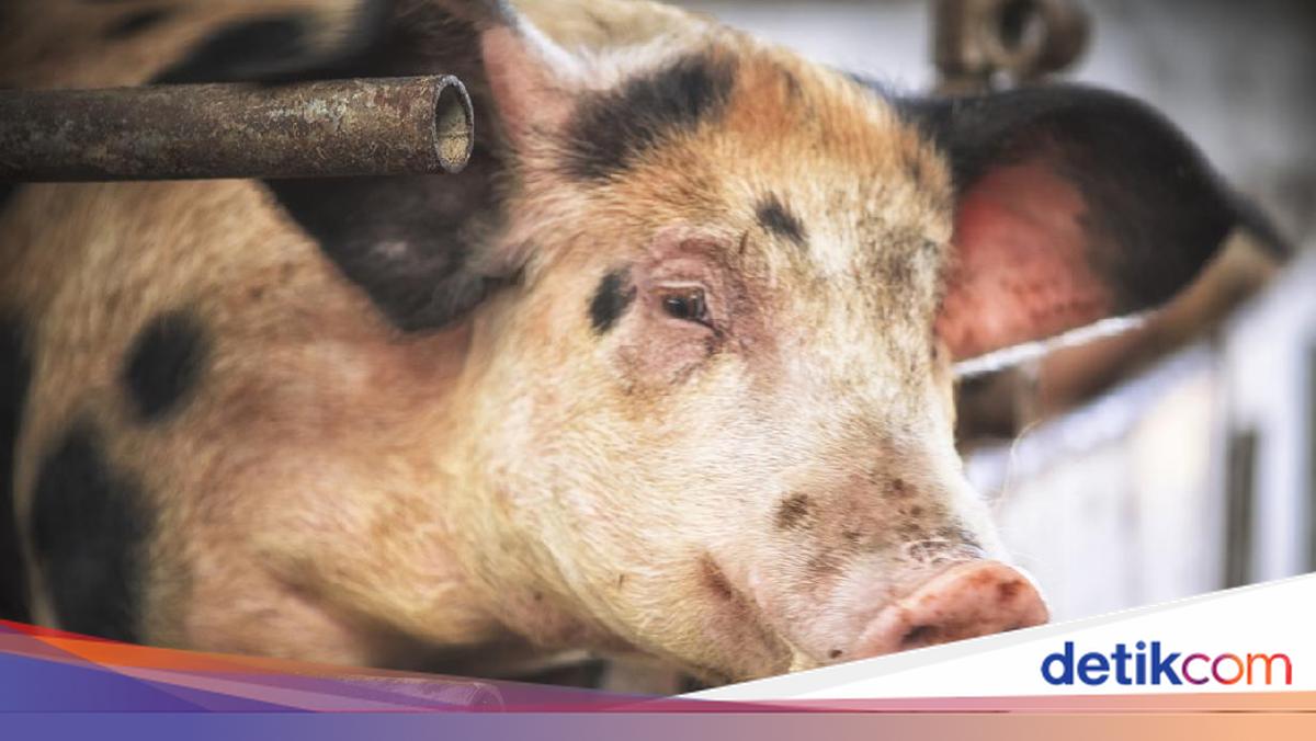 AS dan Inggris Pernah Hampir Perang Karena Seekor Babi