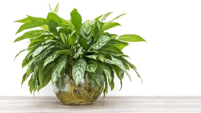 3 Tanaman Hias Untuk Akuarium Ikan Cupang