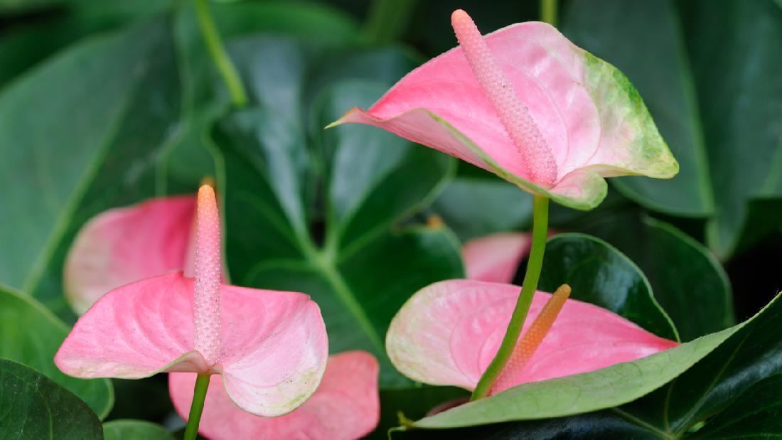 5 Tanaman Hias Anthurium Tercantik Bunganya Pink Hingga Biru