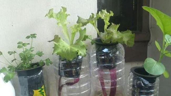 Modal Rp150 Ribu Barang Bekas Bunda Bisa Berkebun Hidroponik Kala Pandemi