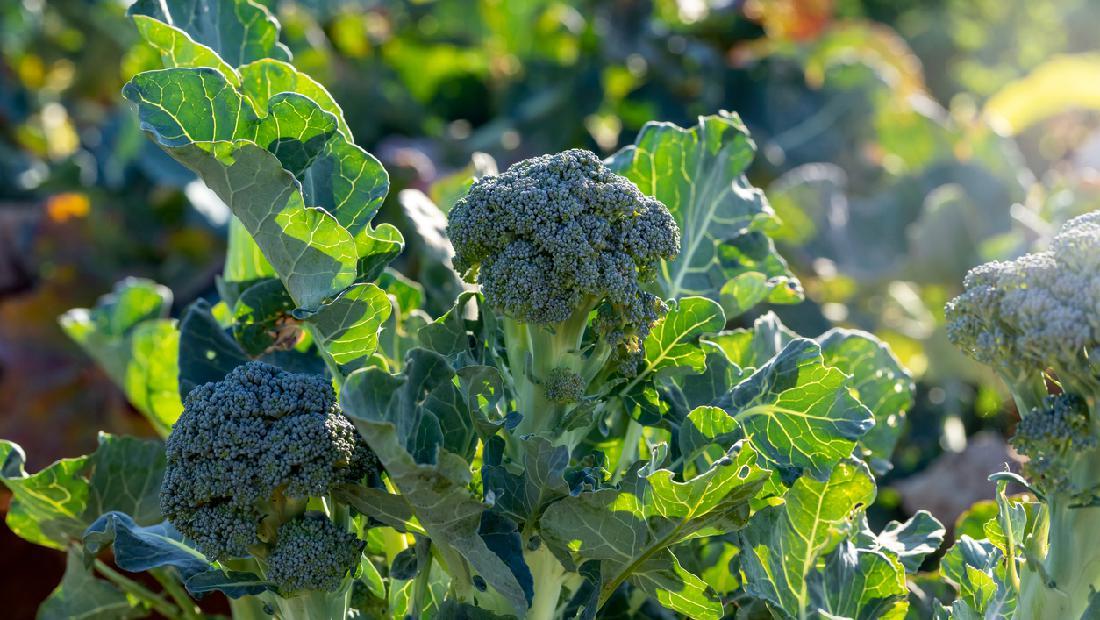5 Tips Menanam Brokoli Hidroponik Agar Tumbuh Subur