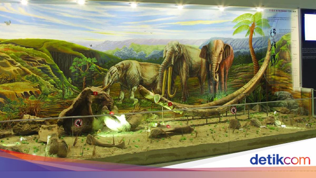 Dari Sragen untuk Dunia: Kisah The Land of Java Man dari Sangiran