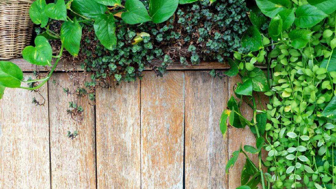 Tanaman Obat Yang Tahan Hujan - 10 Jenis Tanaman Hias Daun Outdoor